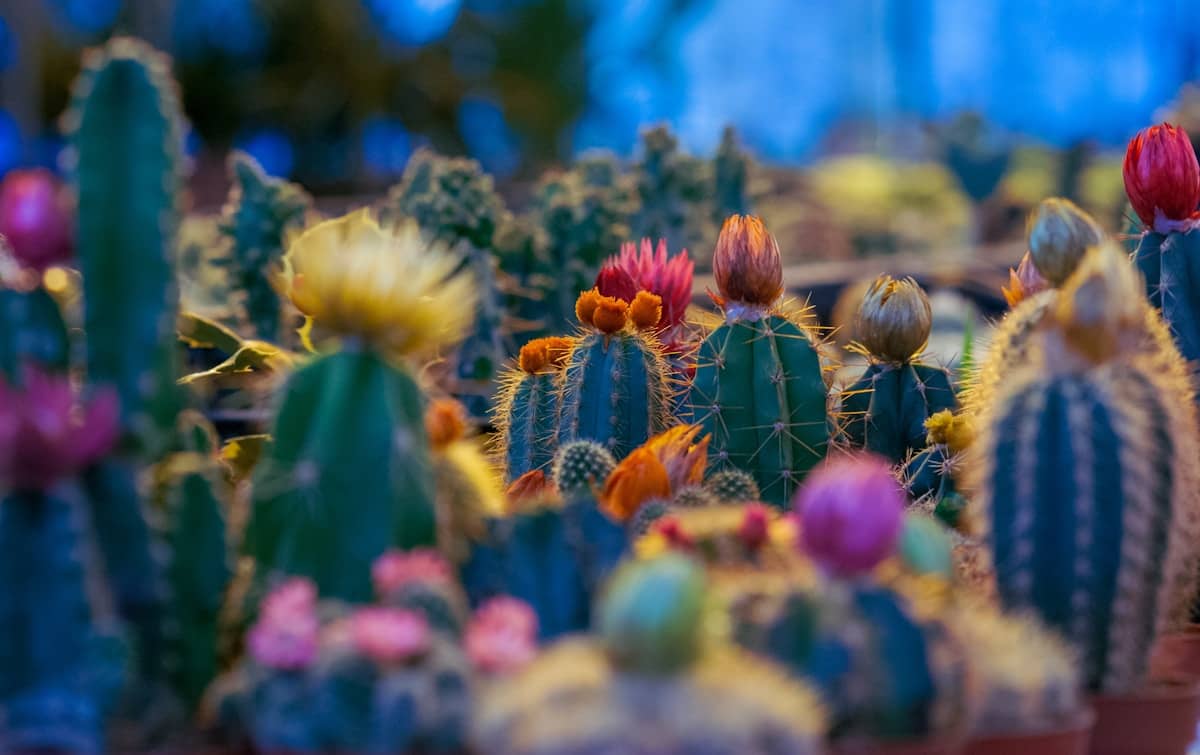Cactus