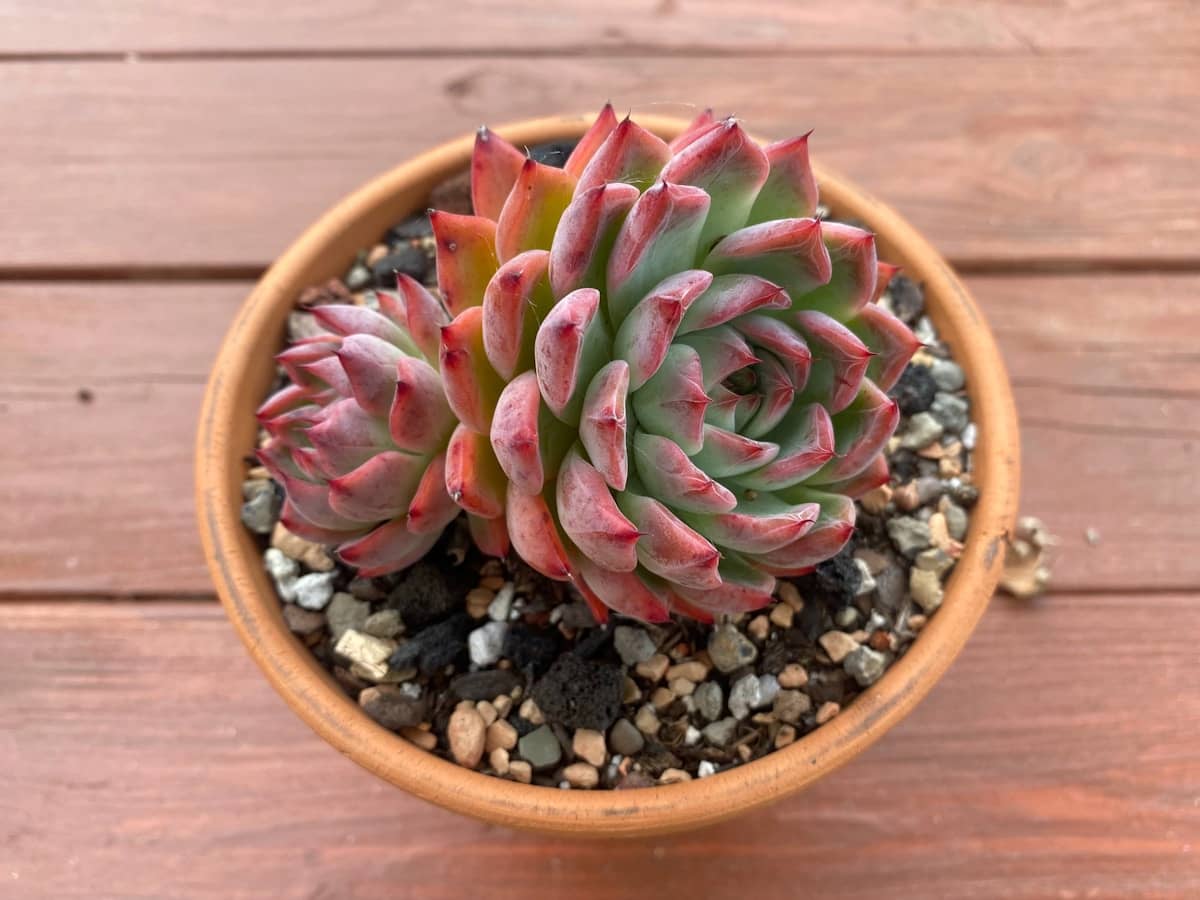 Suculentas