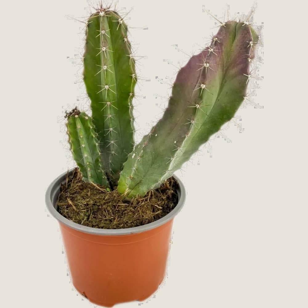Stenocereus pruinosus