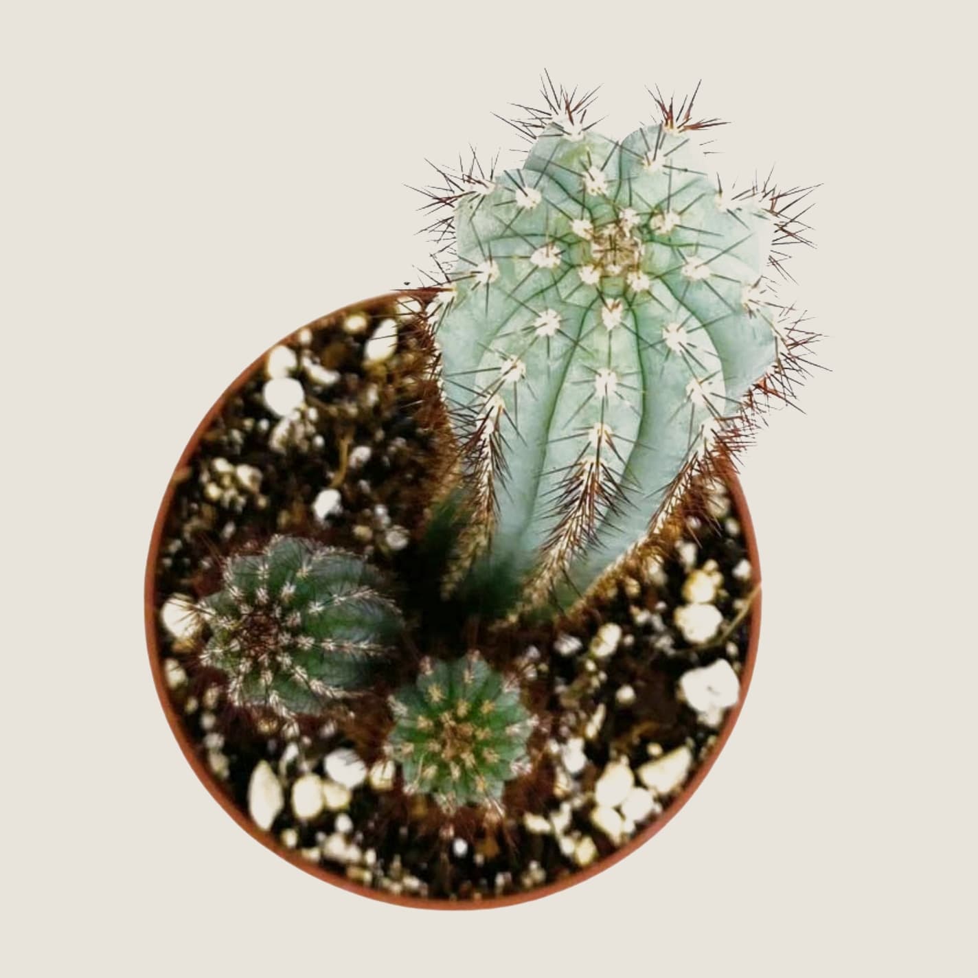 Stenocereus queretaroensis