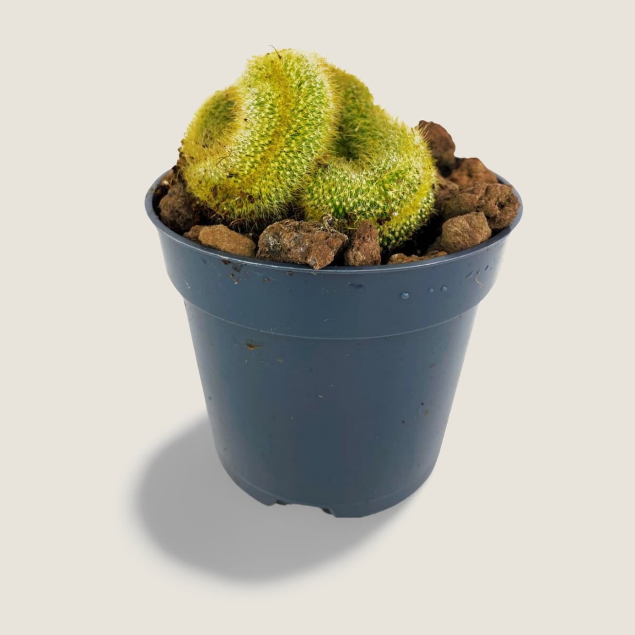 Vatricania guentheri cristata