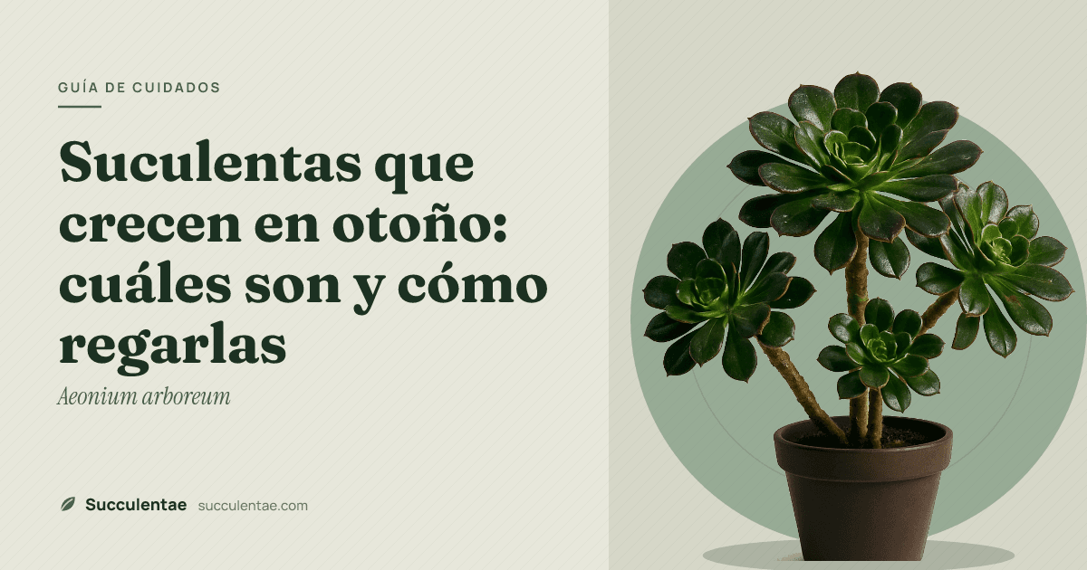 Suculentas que crecen en otoño: cuáles son y cómo regarlas